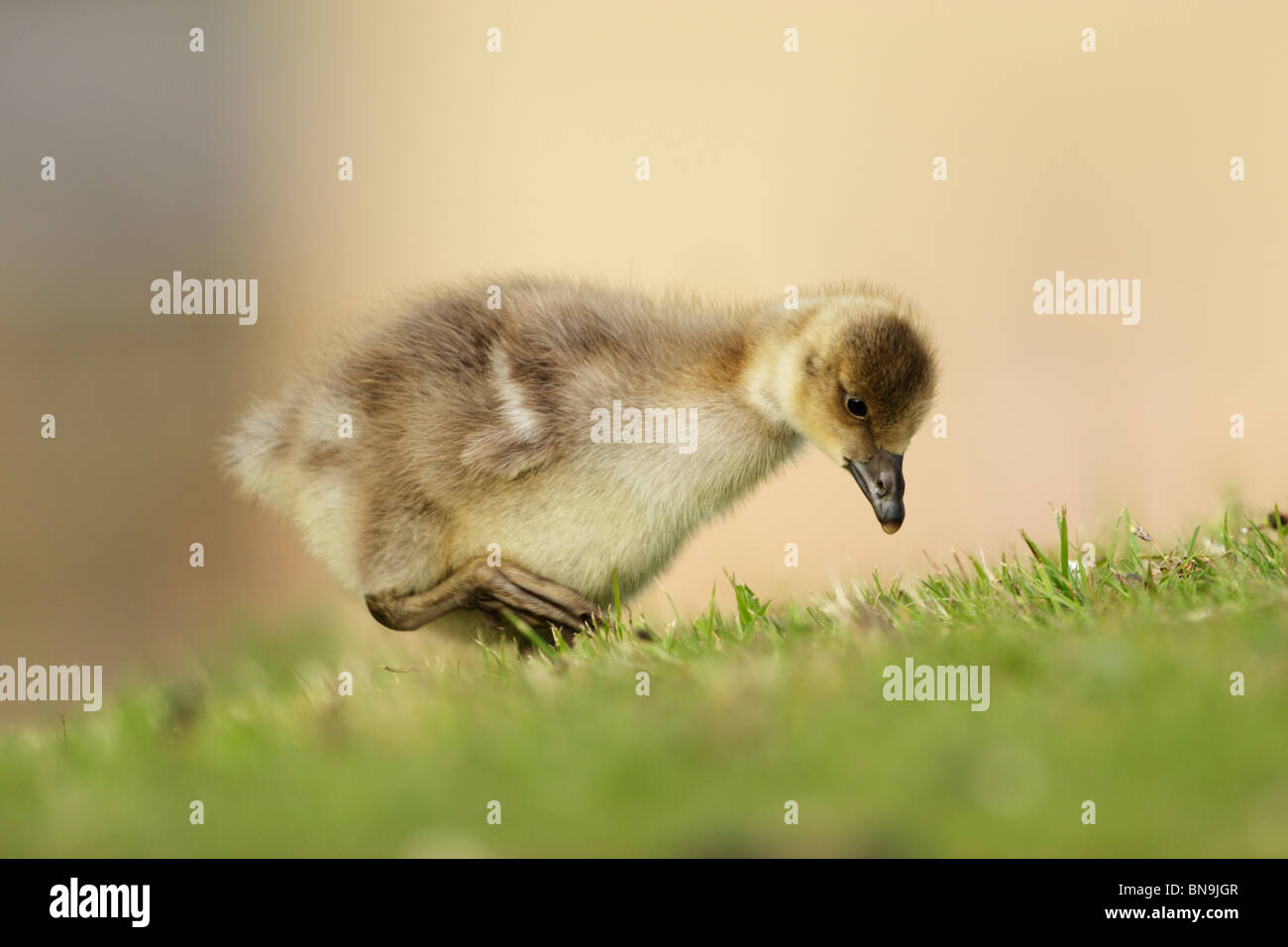Graugans (Anser Anser) Gans Gosling Futtersuche auf einem grasbewachsenen Ufer Stockfoto