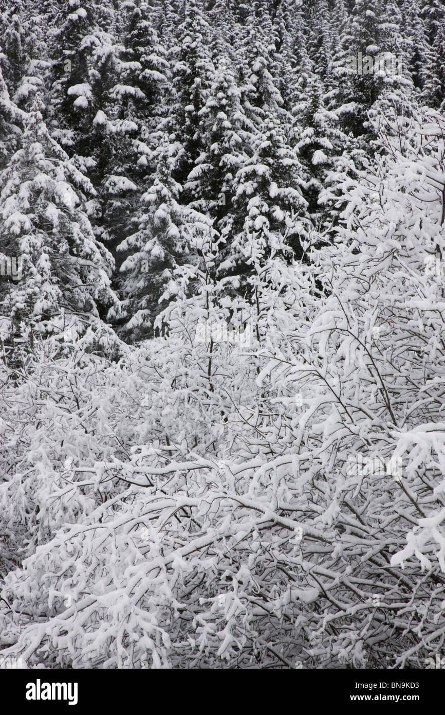 Winterbäume, Seward, Alaska. Stockfoto