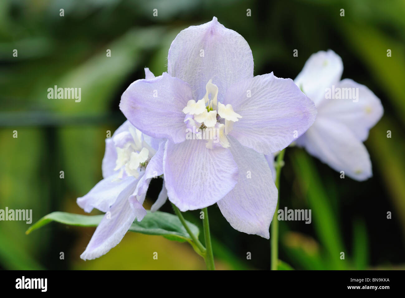 Nahaufnahme von blass violetten Blüten der Delphinium (Elatum) Stockfoto