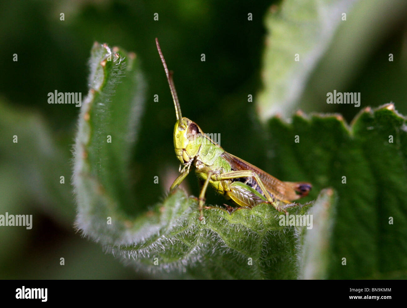 Männliche Meadow Grasshopper, Chorthippus Parallelus, Feldheuschrecken, Orthopteren. Stockfoto