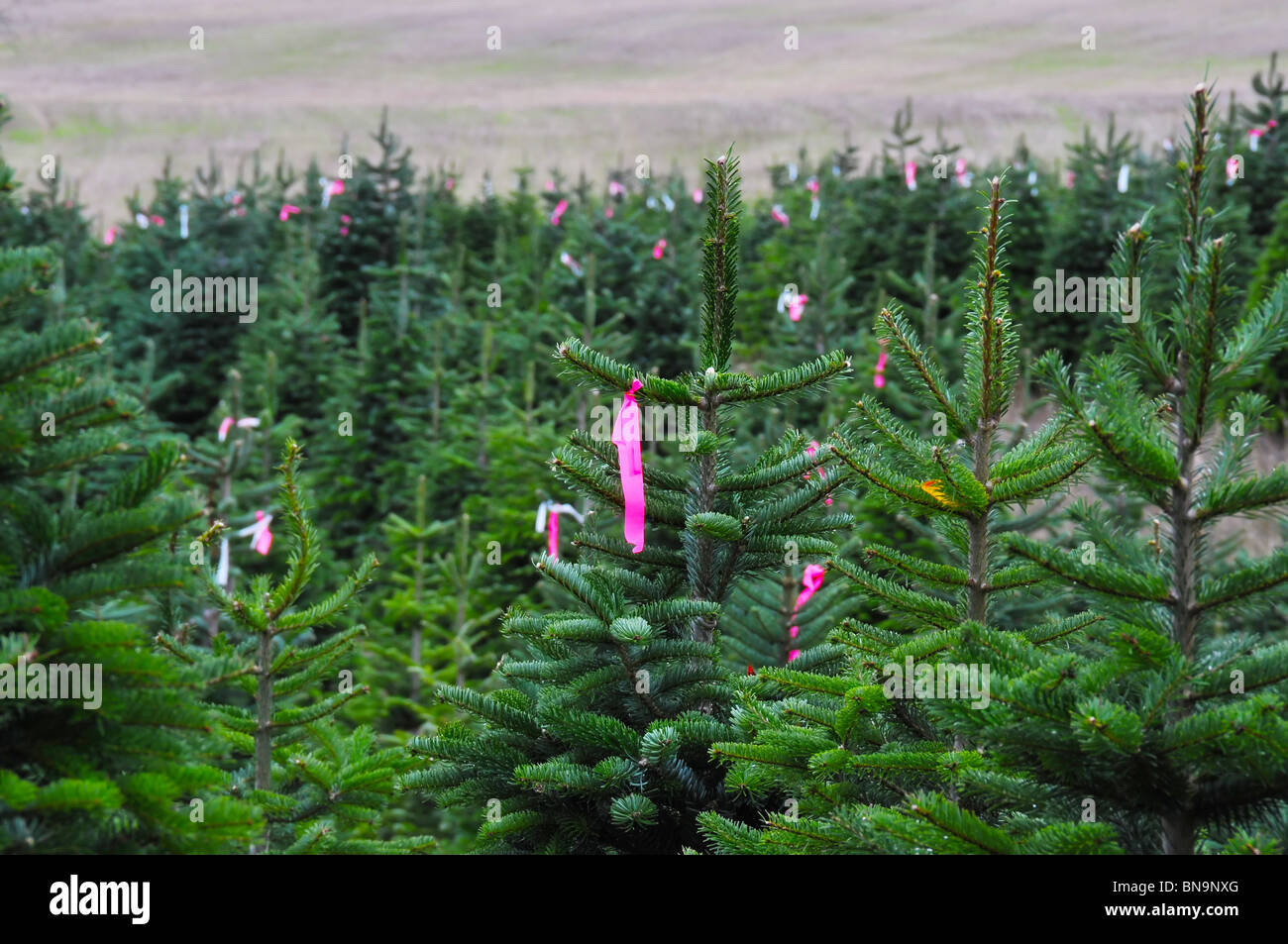 Nahaufnahme einer Christmas Tree Farm in Oregon. Stockfoto
