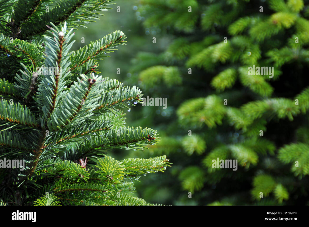 Nahaufnahme einer Christmas Tree Farm in Oregon. Stockfoto