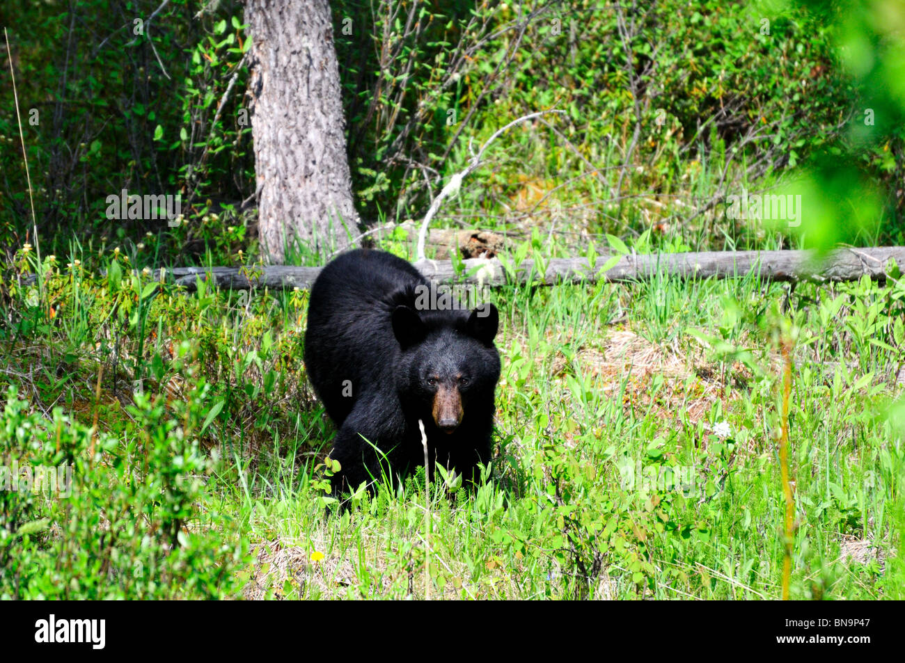 Ein schwarzer Bär in freier Wildbahn. Jasper Nationalpark, Alberta, Kanada. Stockfoto