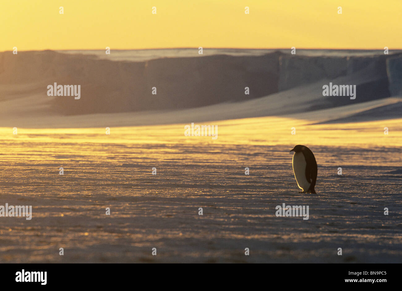 Kaiserpinguine, (Aptenodytes Forsteri), Atka Bucht, Antarktis. Stockfoto