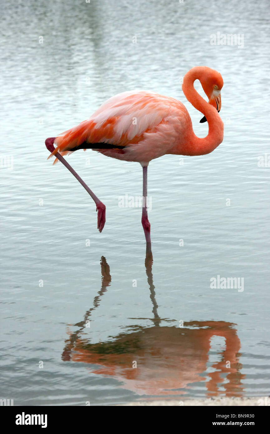 Flamingo in See Stockfoto