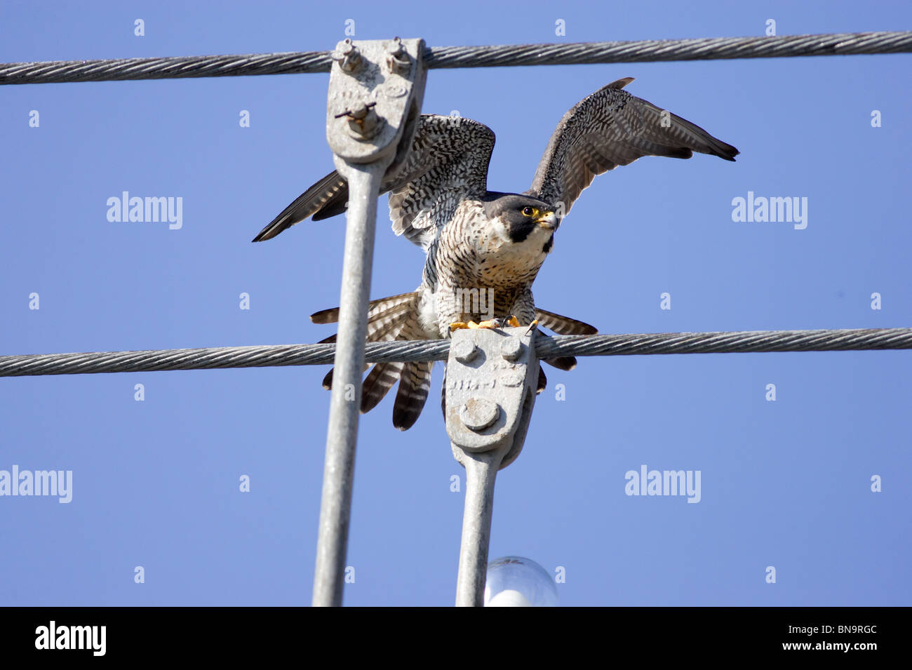Noch jungen Wanderfalken thront auf der Brooklyn Bridge Stockfoto
