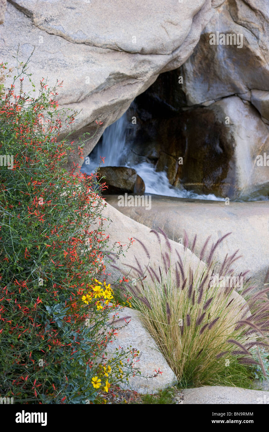 Wildblumen in Borrego Palm Canyon, Anza-Borrego Desert State Park, Kalifornien. Stockfoto