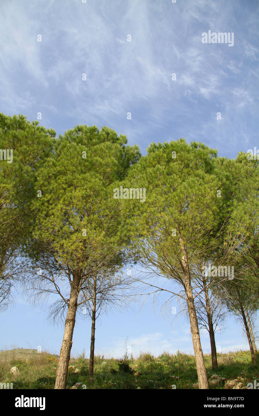 Israel, oberen Galiläa, Naftali Berge Wald Stockfoto