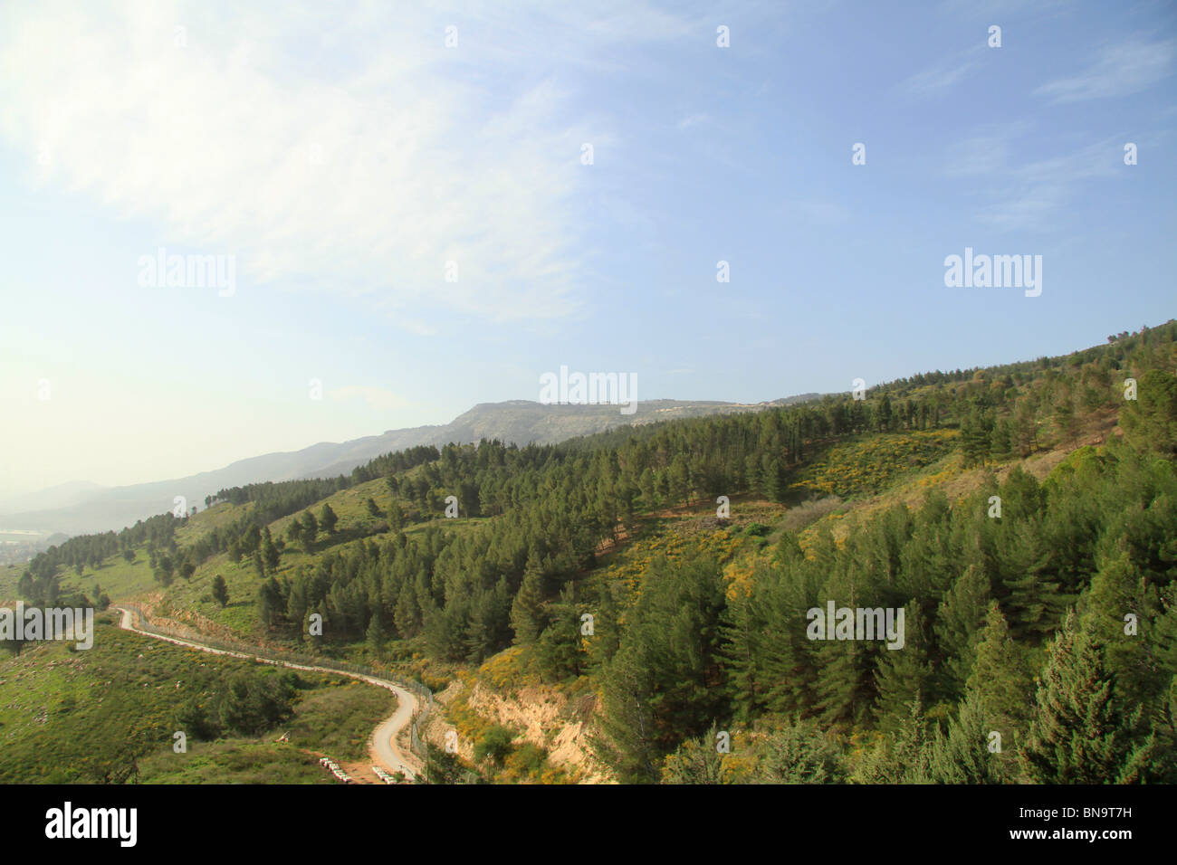 Israel, oberen Galiläa, Naftali Berge Wald Stockfoto