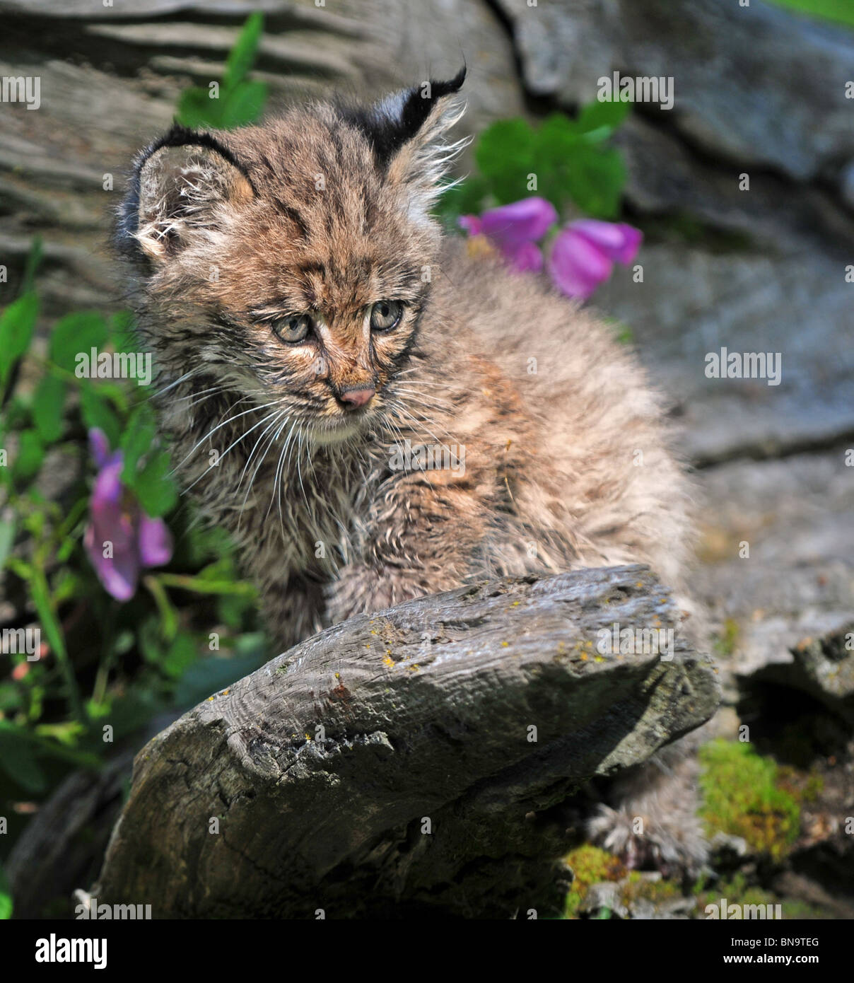 Bobcat Kätzchen mit wilden Rosen Stockfoto