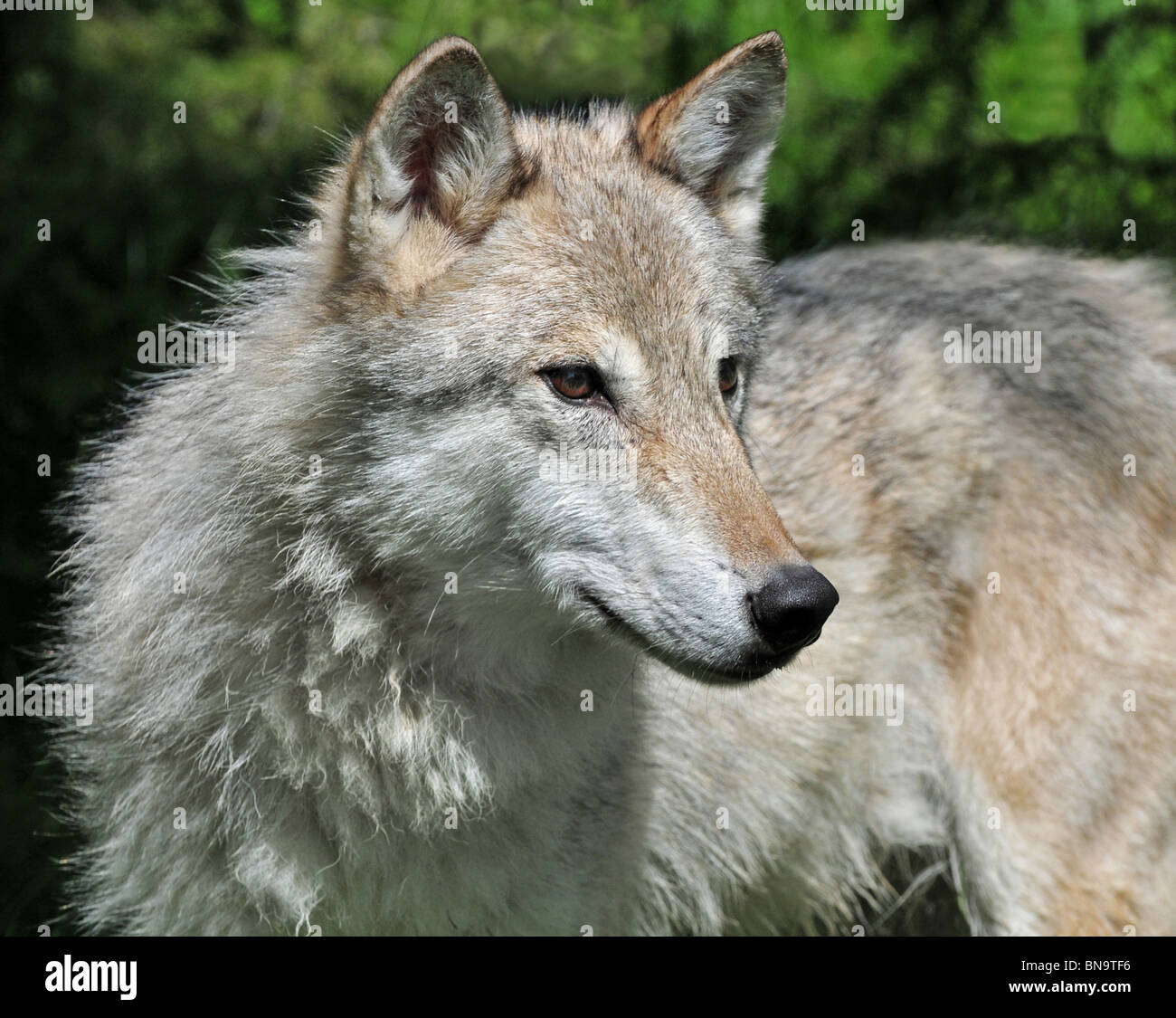 Graue Wölfin Tundra Stockfoto