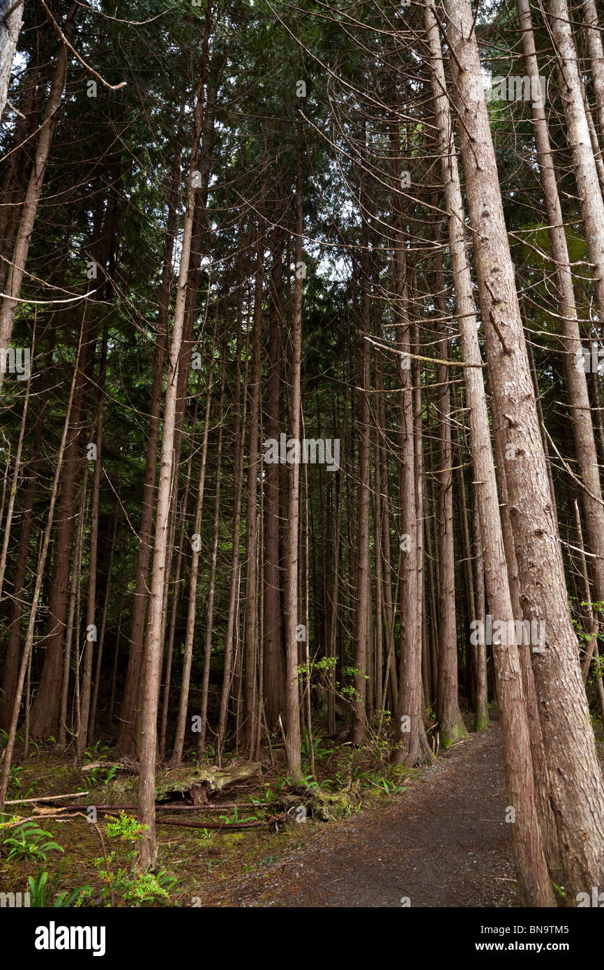 Wald, Regenwald, Douglasien Stockfoto