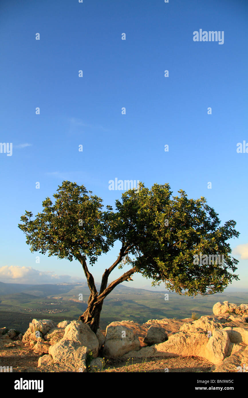 Israel, unteren Galiläa Johannisbrotbaum an der Spitze des Mount Arbel Stockfoto