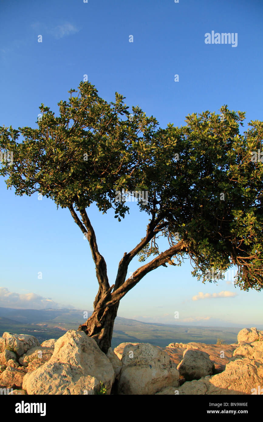 Israel, unteren Galiläa Johannisbrotbaum an der Spitze des Mount Arbel Stockfoto