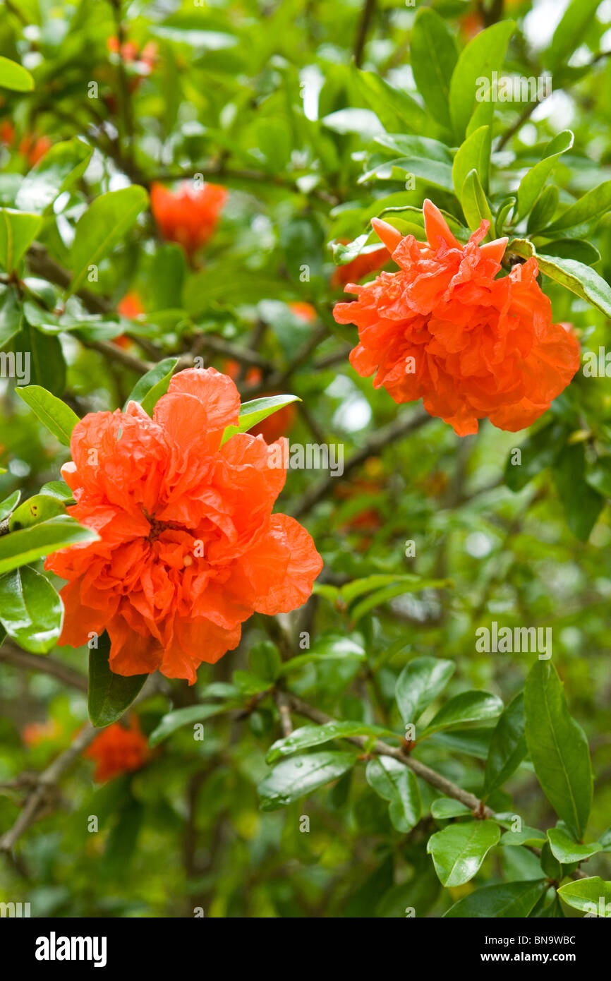 57+ Zierpflanze Mit Leuchtend Orangen Blüten, Pflanzen, die je nach