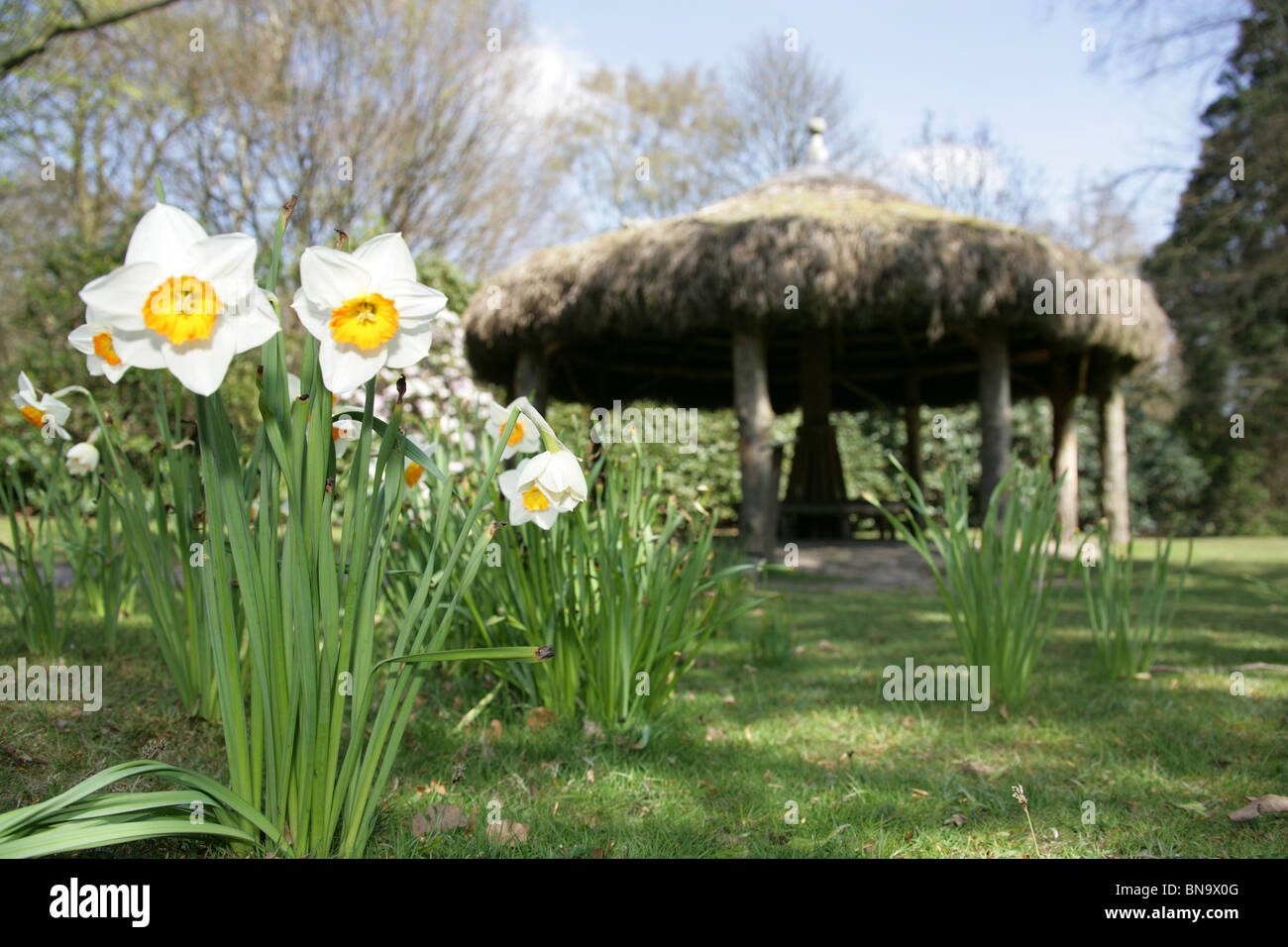 Nachlass von Tatton Park, England. Frühling auf Narzissen in voller Blüte mit strohgedeckten afrikanischen Hütte im Hintergrund. Stockfoto