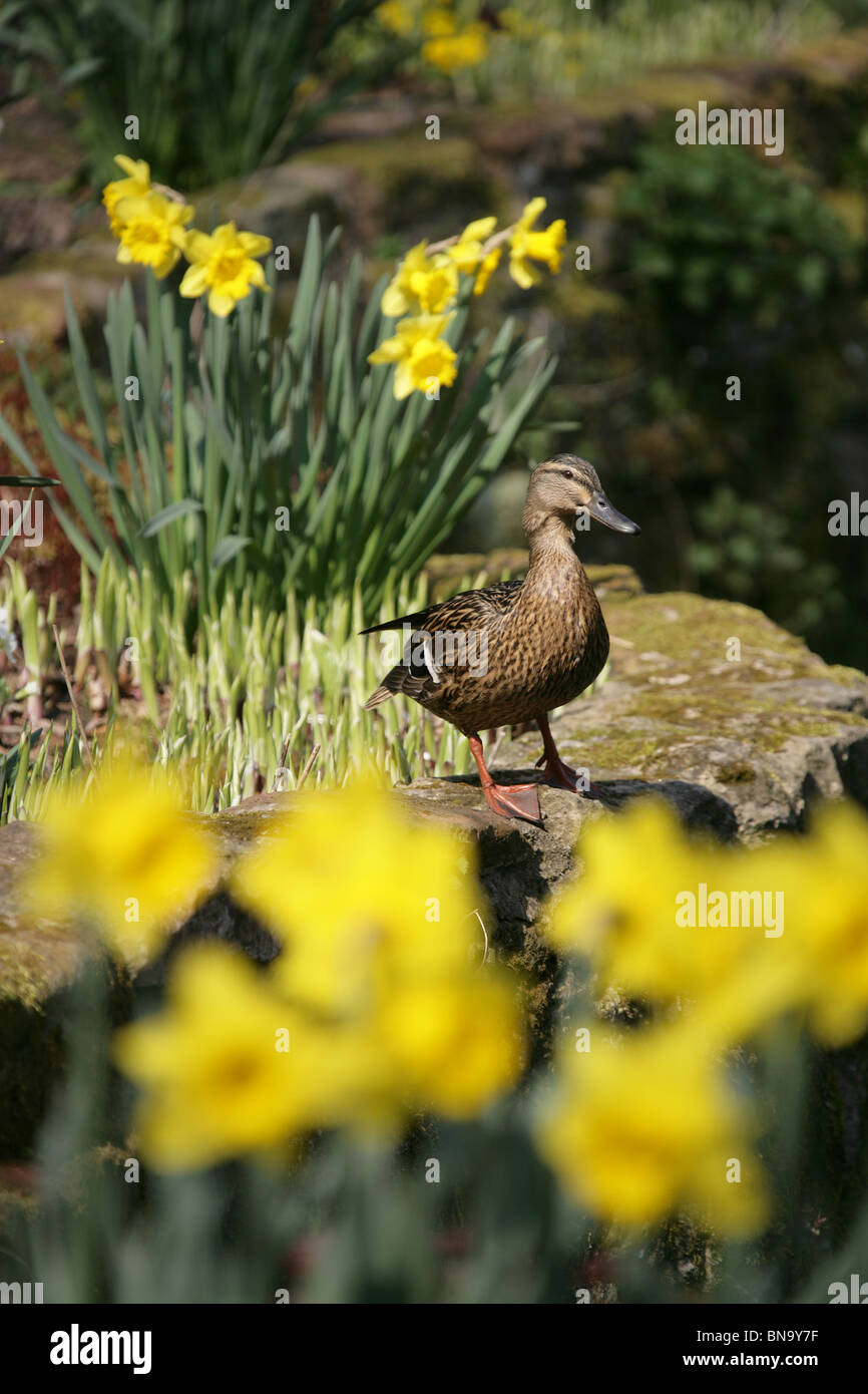 Chester zoologischen Gärten. Frühling Ansicht einer Stockente Henne trocknen selbst am Chester Zoo versunkene Garten-Teich. Stockfoto