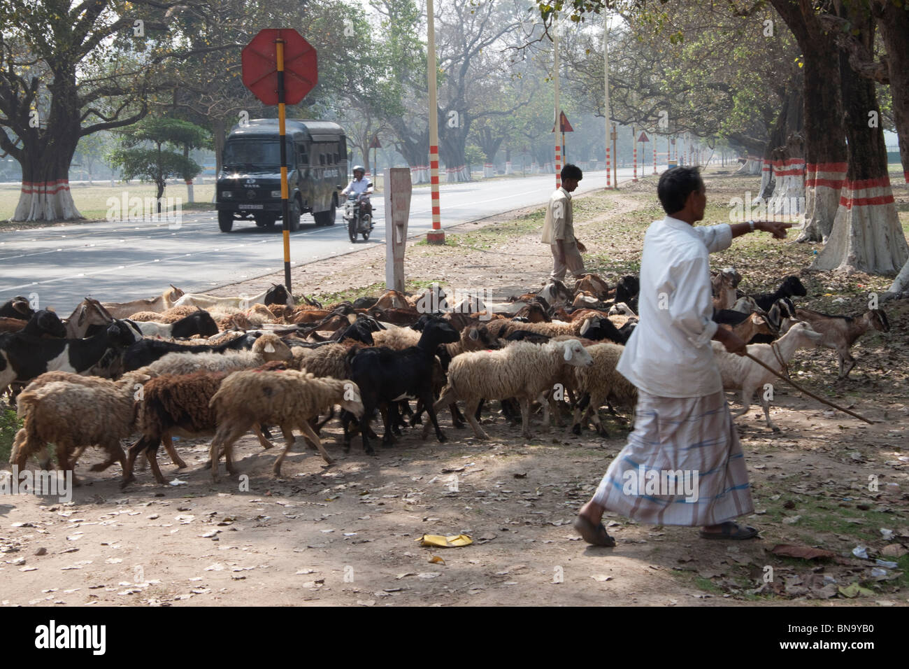 Ein Hirte mit seinen Schafen strömen an die "Majdan" (Boden) in Kolkata (Kalkutta), West Bengal, Indien. Stockfoto
