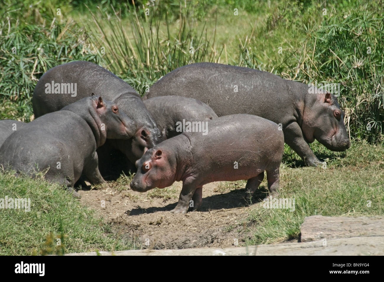 Ein Nilpferd-Familie in Masai Mara National Reserve, Kenia, Ostafrika Stockfoto