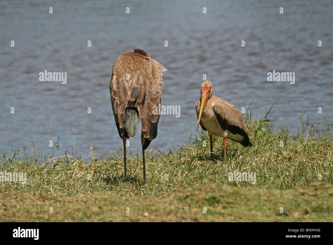 Gelb in Rechnung Störche stehen in der Nähe von einem See in Masai Mara National Reserve, Kenia, Afrika Stockfoto
