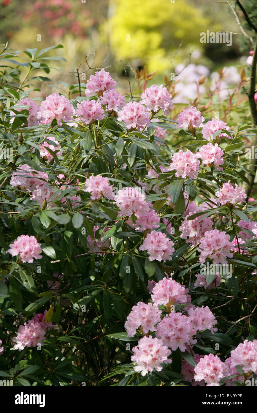 Dunge Tal Rhododendron-Gärten, England. Frühling auf rosa Rhododendren in voller Blüte. Stockfoto