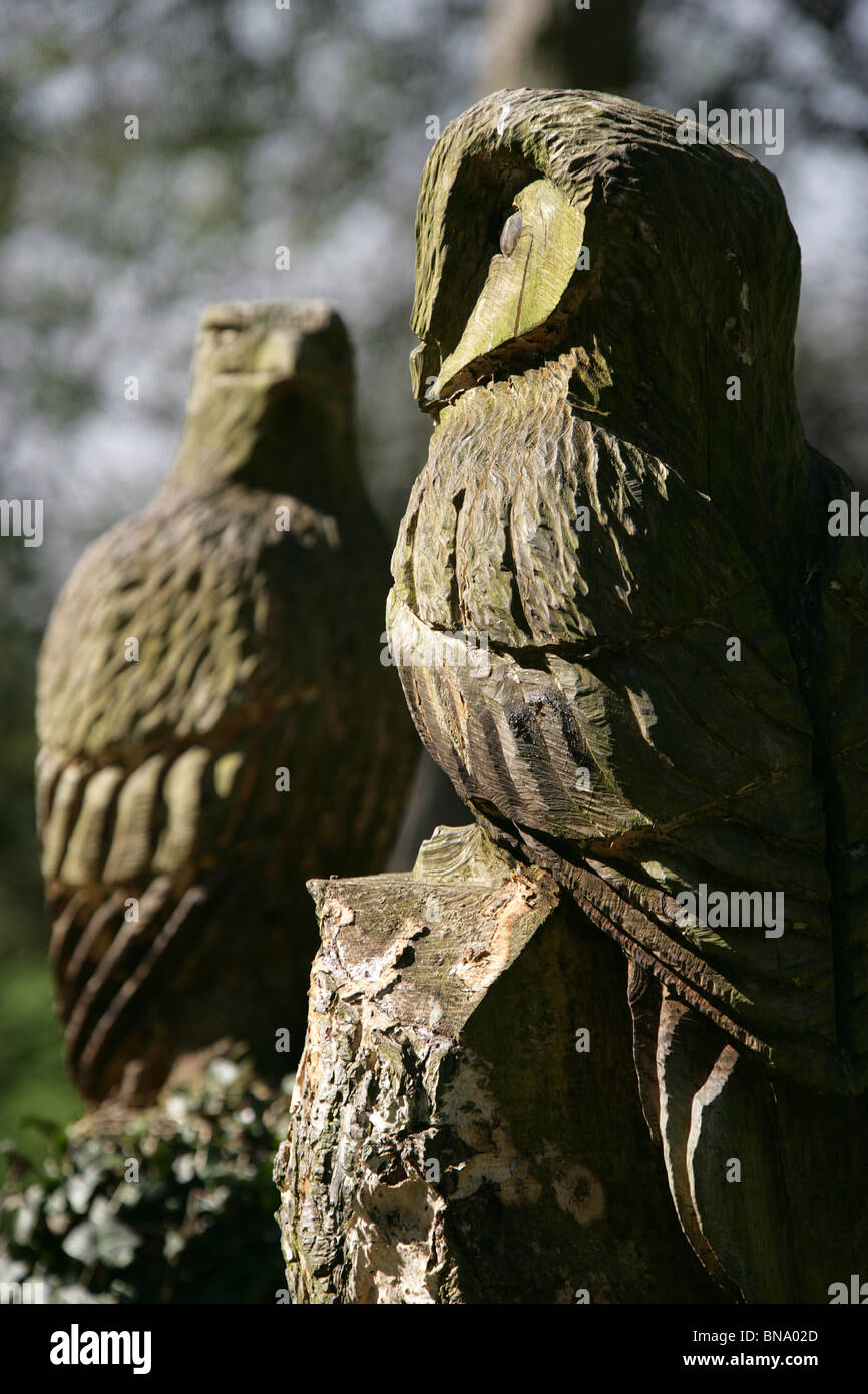 Jodrell Bank Arboretum, England. Nahaufnahme der wilde Vogel Schnitzereien in den Waldspaziergang von 35 Hektar großen Jodrell Bank Arboretum. Stockfoto