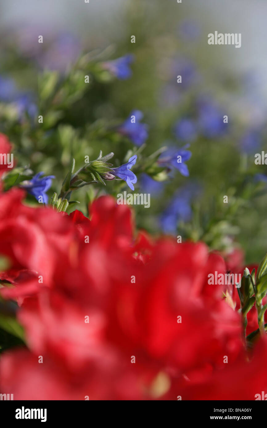 Mount Pleasant Gardens, England. Zeitigen Frühjahr Blick auf Lithodora 'heavenly Blue' Pflanzen. Stockfoto