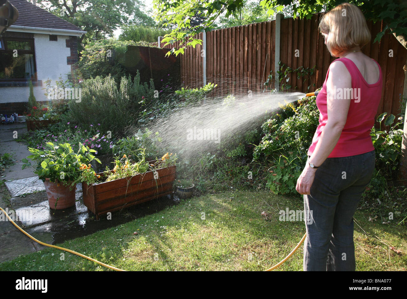 Eine Frau mit einem Schlauch, um den Garten zu bewässern, bevor ein Verbot verhängt wird Stockfoto