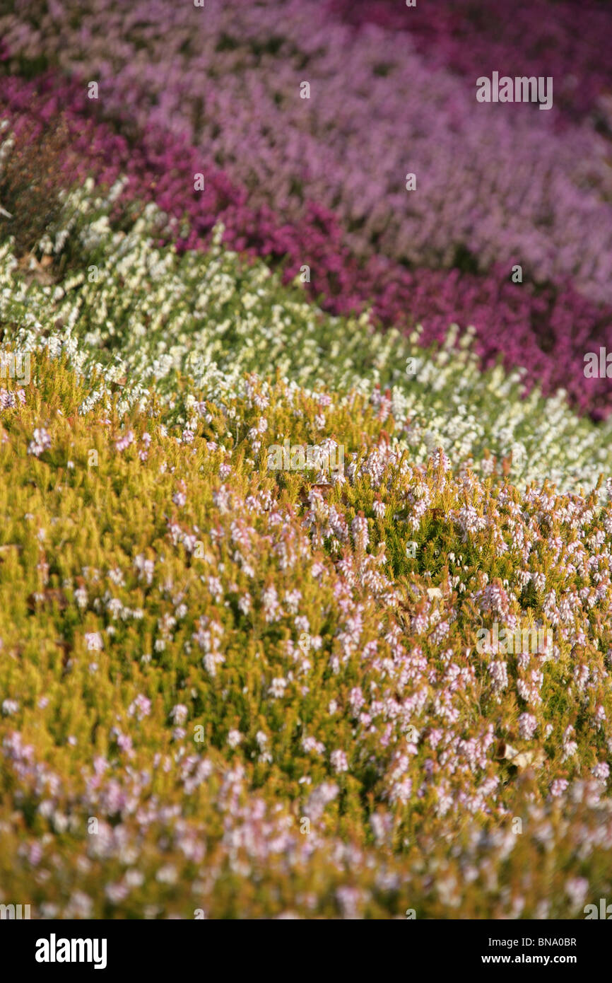 Ness Botanic Gardens, England. Frühling auf einer Bank von Heather in Ness Botanic Gardens. Stockfoto