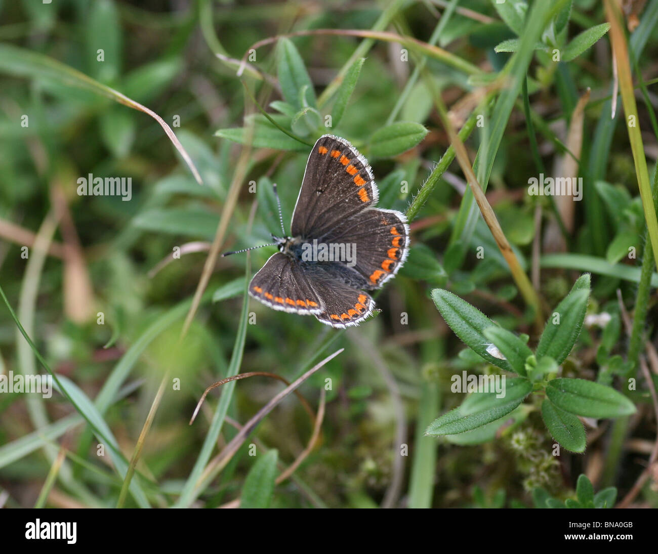 Ein Brown Argus Schmetterling (Aricia Agestis), Cressbrook Dale, Derbyshire, England, UK Stockfoto