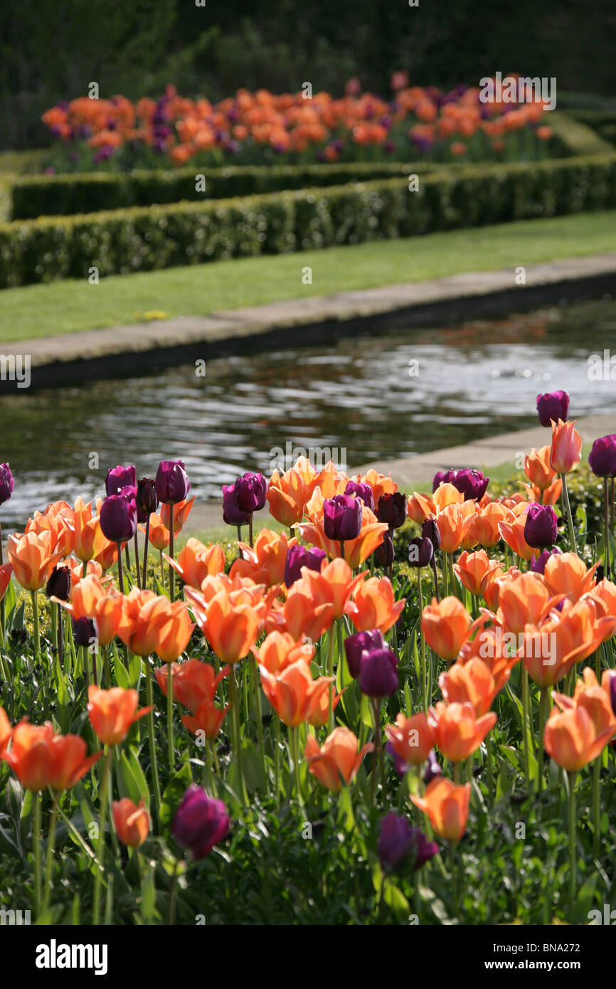 Abbeywood Garten, Cheshire. Nahaufnahme Frühjahr Tulpen blühen in den Parterres des Abbeywood Garden Poolgarten. Stockfoto