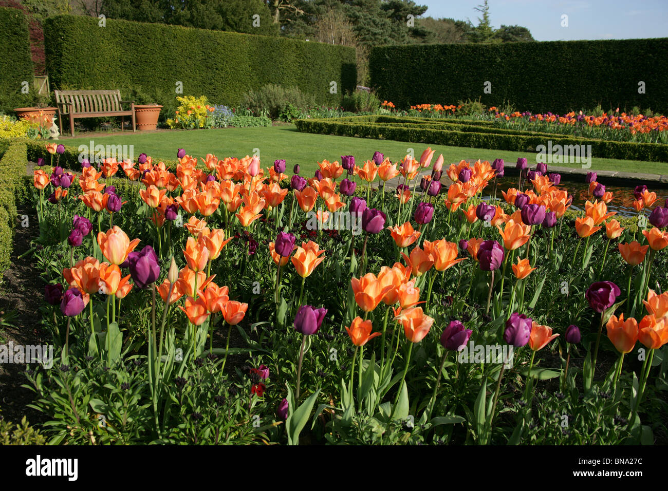 Abbeywood Garten, Cheshire. Nahaufnahme Frühjahr Tulpen blühen in den Parterres des Abbeywood Garden Poolgarten. Stockfoto
