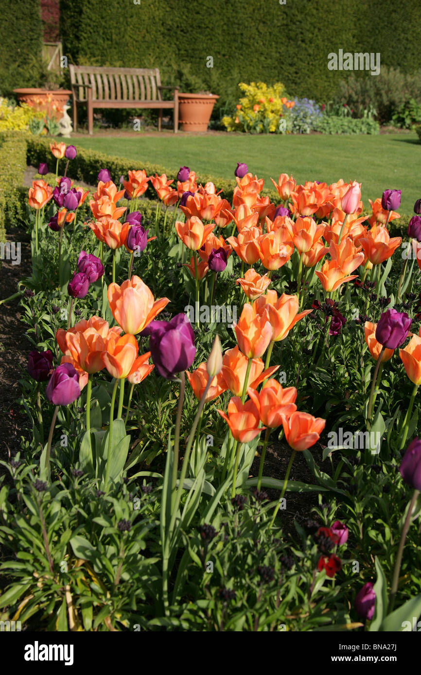 Abbeywood Garten, Cheshire. Nahaufnahme Frühjahr Tulpen in voller Blüte innerhalb des Parterres Abbeywood Garden Poolgarten. Stockfoto