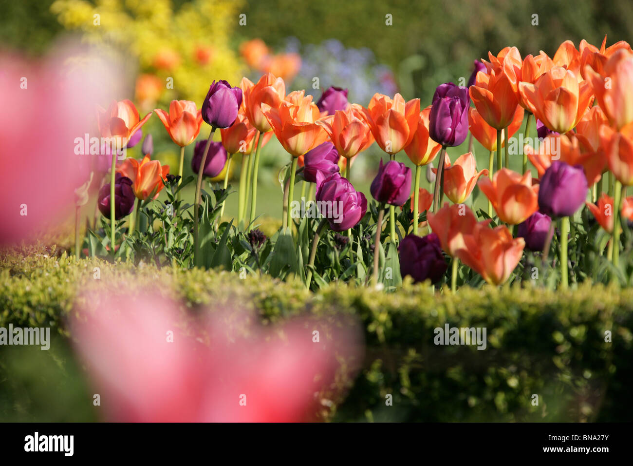 Abbeywood Garten, Cheshire. Ein Frühling Blick auf Tulpen in voller Blüte innerhalb des Parterres Abbeywood Garden Poolgarten. Stockfoto