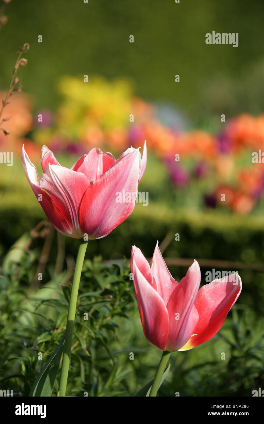 Abbeywood Garten, Cheshire. Nahaufnahme Frühjahr Tulpen in voller Blüte innerhalb des Parterres Abbeywood Garden Poolgarten. Stockfoto