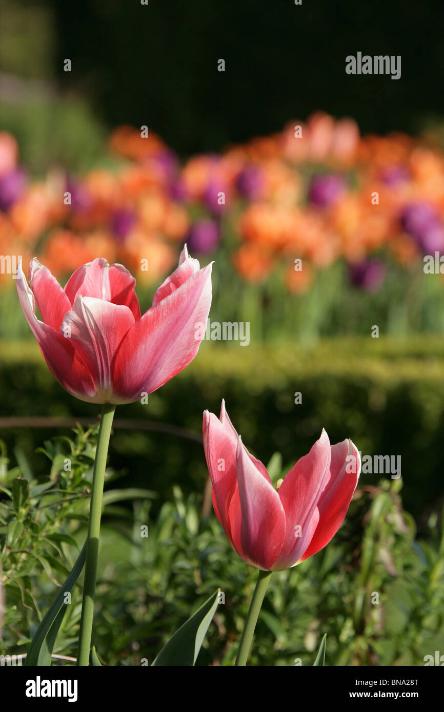 Abbeywood Garten, Cheshire. Nahaufnahme Frühjahr Tulpen in voller Blüte innerhalb des Parterres Abbeywood Garden Poolgarten. Stockfoto