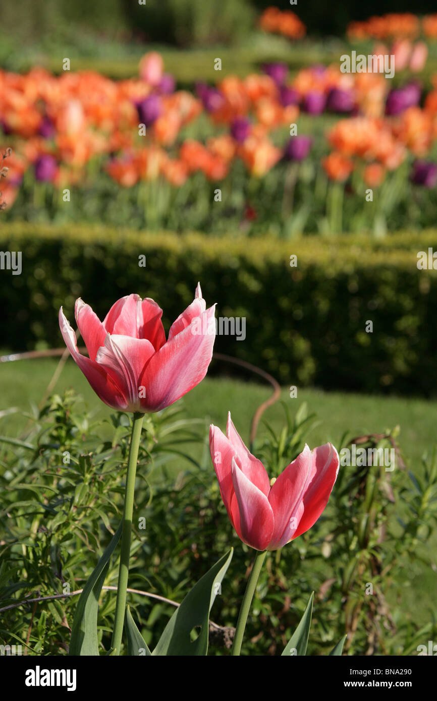 Abbeywood Garten, Cheshire. Ein Frühling Blick auf Tulpen in voller Blüte innerhalb des Parterres Abbeywood Garden Poolgarten. Stockfoto