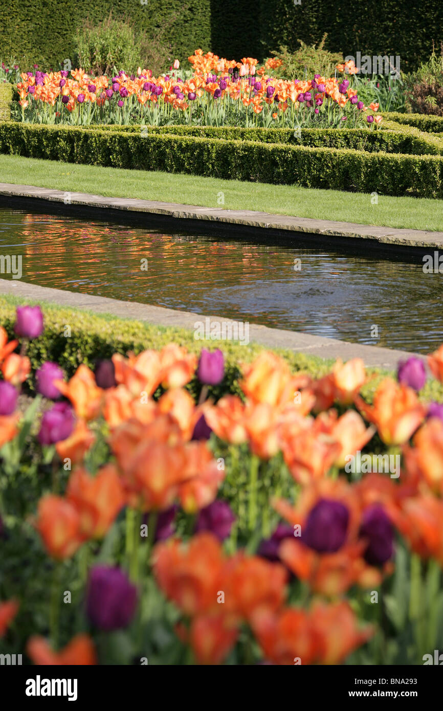 Abbeywood Garten, Cheshire. Ein Frühling Blick auf Tulpen in voller Blüte innerhalb des Parterres Abbeywood Garden Poolgarten. Stockfoto