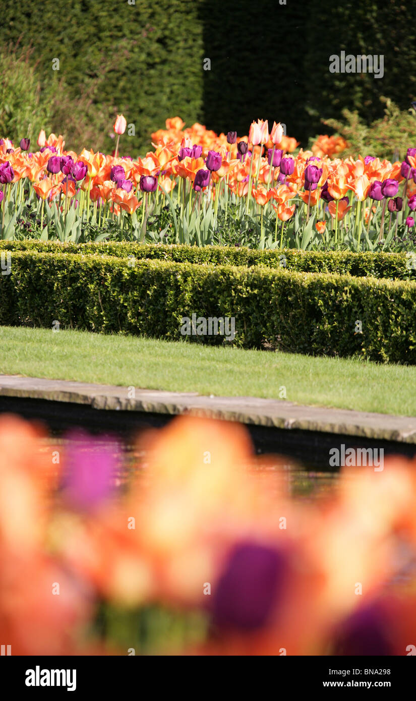 Abbeywood Garten, Cheshire. Ein Frühling Blick auf Tulpen in voller Blüte innerhalb des Parterres Abbeywood Garden Poolgarten. Stockfoto