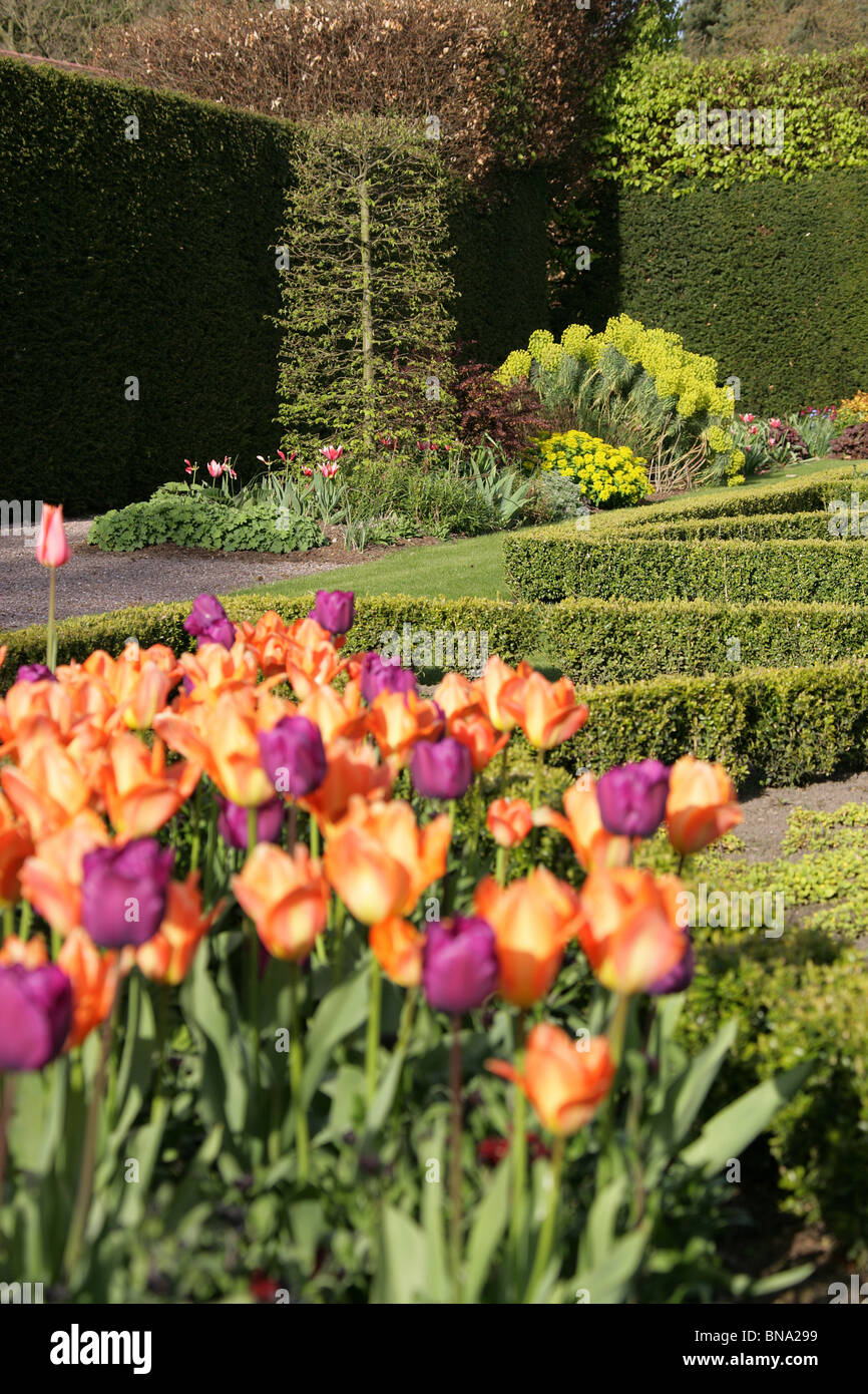Abbeywood Garten, Cheshire. Ein Frühling Blick auf Tulpen in voller Blüte innerhalb des Parterres Abbeywood Garden Poolgarten. Stockfoto