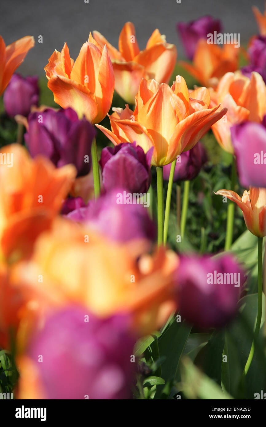 Abbeywood Garten, Cheshire. Nahaufnahme Frühjahr Tulpen in voller Blüte innerhalb des Parterres Abbeywood Garden Poolgarten. Stockfoto