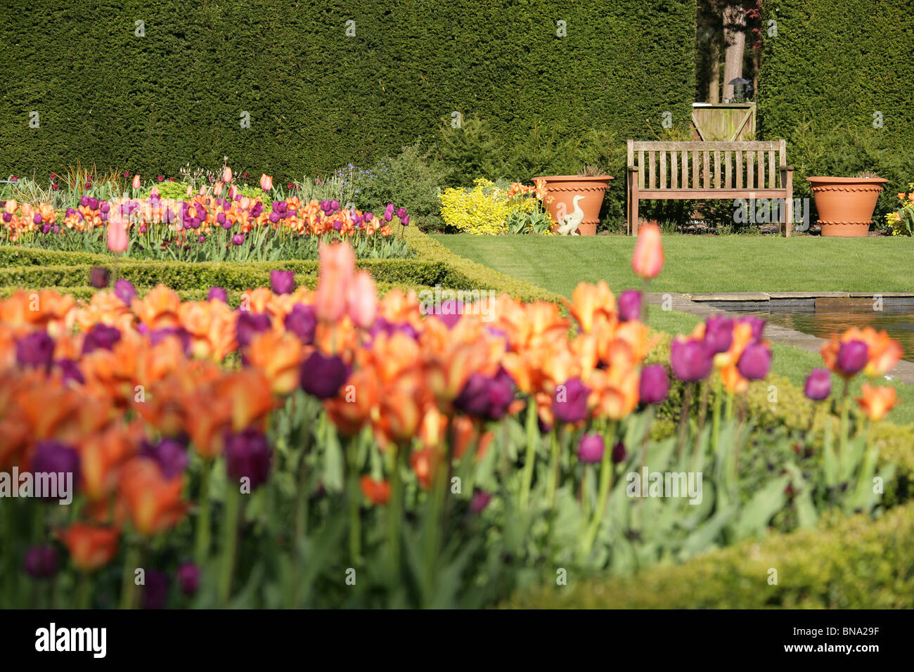 Abbeywood Garten, Cheshire. Ein Frühling Blick auf Tulpen in voller Blüte innerhalb des Parterres Abbeywood Garden Poolgarten. Stockfoto