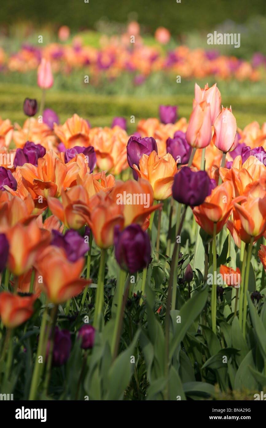 Abbeywood Garten, Cheshire. Ein Frühling Blick auf Tulpen in voller Blüte innerhalb des Parterres Abbeywood Garden Poolgarten. Stockfoto