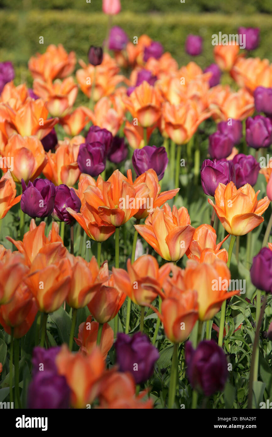 Abbeywood Garten, Cheshire. Nahaufnahme Frühjahr Tulpen in voller Blüte innerhalb des Parterres Abbeywood Garden Poolgarten. Stockfoto