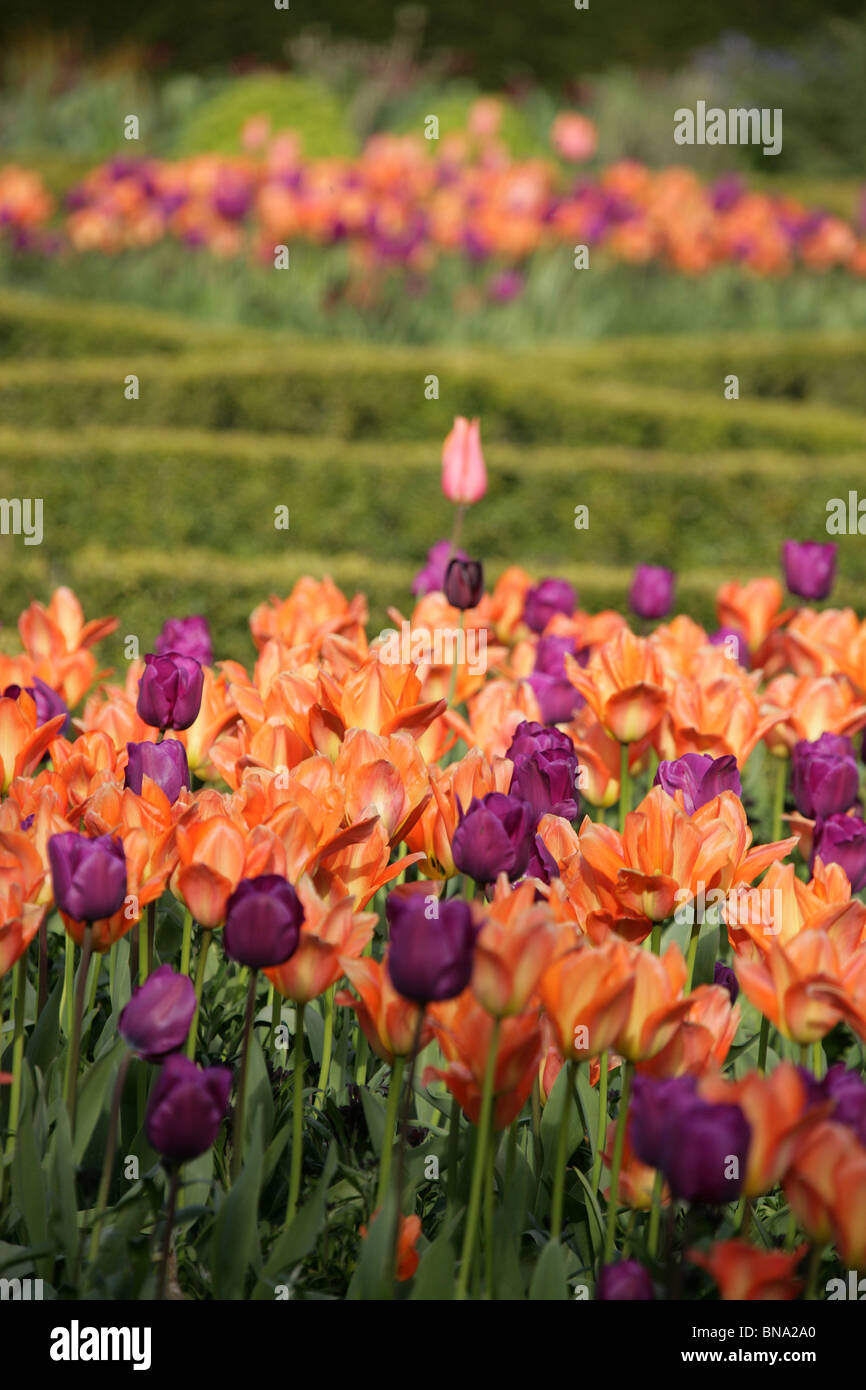 Abbeywood Garten, Cheshire. Ein Frühling Blick auf Tulpen in voller Blüte innerhalb des Parterres Abbeywood Garden Poolgarten. Stockfoto