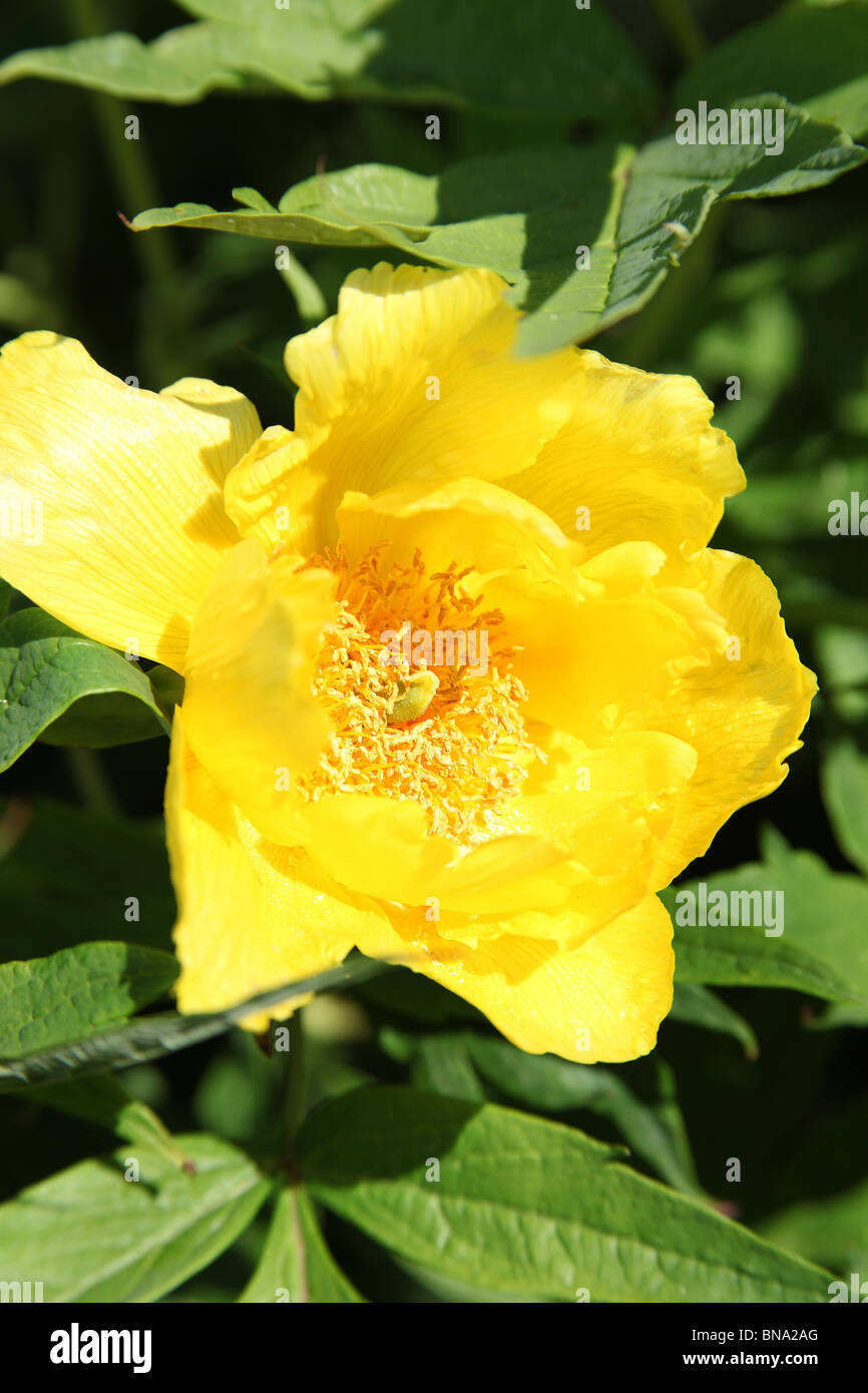 Abbeywood Garten, Cheshire. Malerische Frühjahr Blick auf Abbeywood Garten. Stockfoto