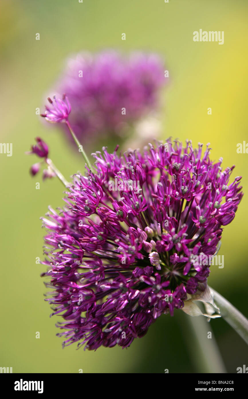 Abbeywood Garten, Cheshire. Malerische Frühjahr Blick auf Abbeywood Garten. Stockfoto