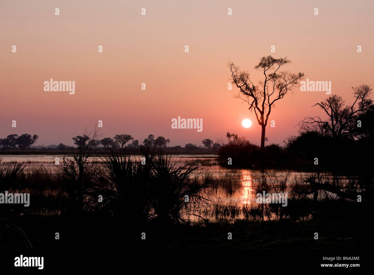 Sonnenuntergang im Okavango Delta, Botswana Stockfoto