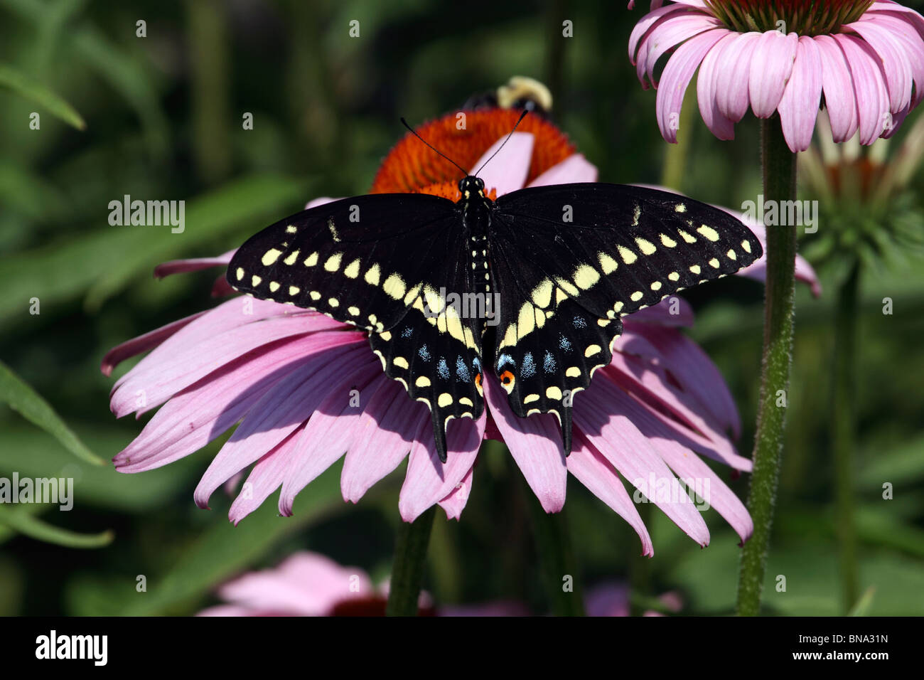 Schwarzen Schwalbenschwanz Schmetterling männlich, Papilio Polyxenes, mit Flügeln auf einen Sonnenhut, Echinacea Purpurea verteilt. NEW JERSEY, USA. Stockfoto