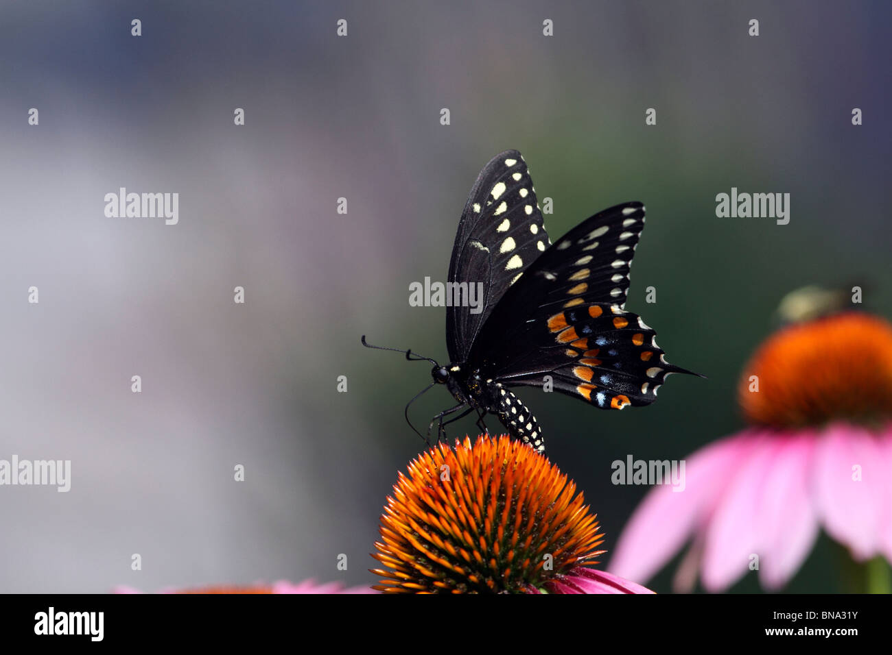 Schwarzen Schwalbenschwanz Schmetterling, Papilio Polyxenes, Fütterung auf einen Sonnenhut, Echinacea Purpurea. Stockfoto